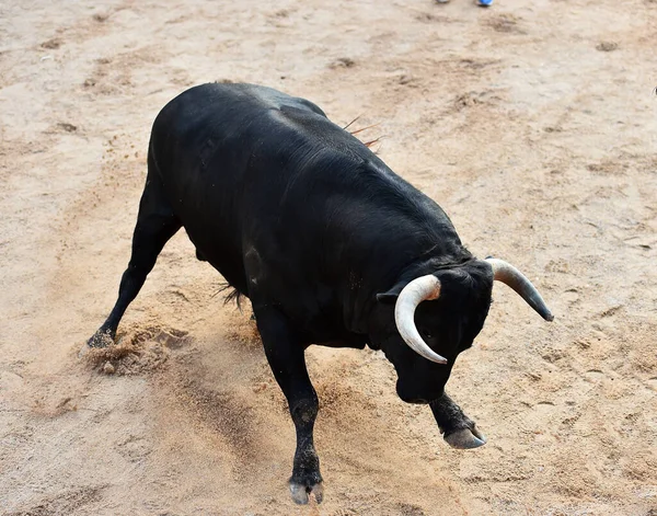 スペインの闘牛場で大きな角を持つ闘牛 — ストック写真
