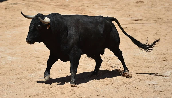 Touro Lutando Com Grandes Chifres Praça Touros Espanhola — Fotografia de Stock