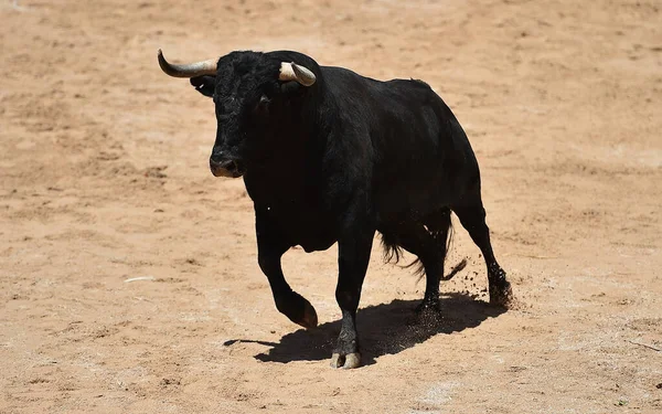 Slåss Tjur Med Stora Horn Spanska Tjurfäktning — Stockfoto