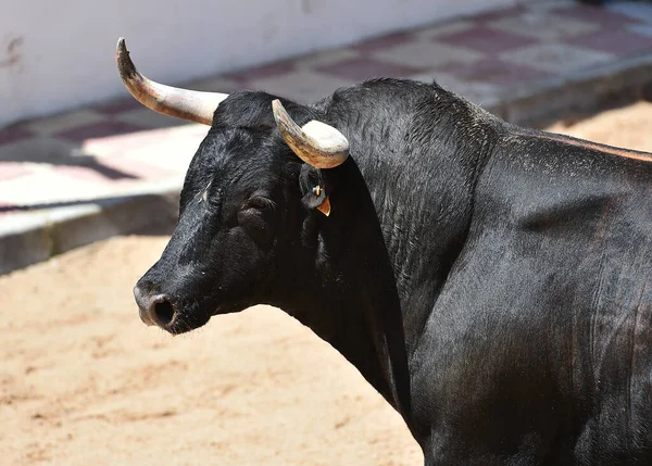 Fighting Bull Big Horns Spanish Bullring — Stock Photo, Image