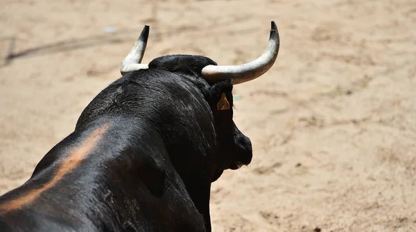 Toro Combate Con Cuernos Grandes Plaza Toros Española — Foto de Stock