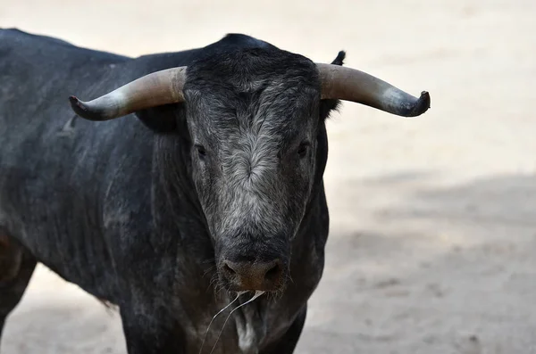 Touro Luta Espanhol Com Grandes Chifres Correndo Arena Touros — Fotografia de Stock