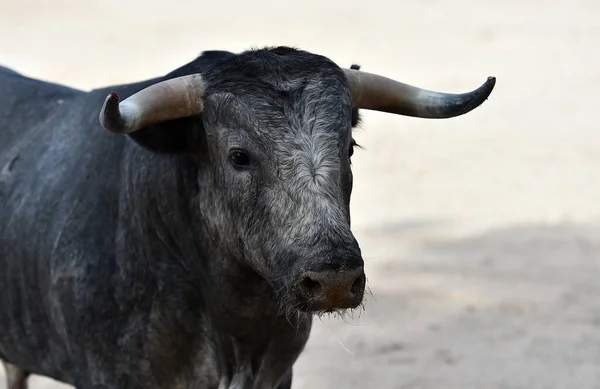 Spanish Fighting Bull Big Horns Running Bullring Arena — Stockfoto