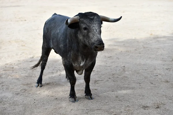 Spaanse Vechtstier Met Grote Hoorns Draaiend Arena — Stockfoto