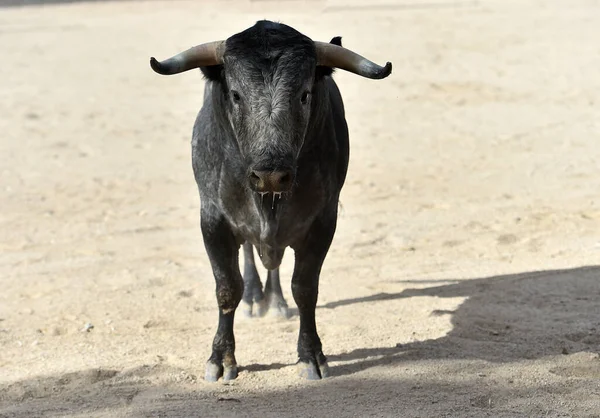 Hiszpański Walczący Byk Dużymi Rogami Biegający Arenie Byków — Zdjęcie stockowe