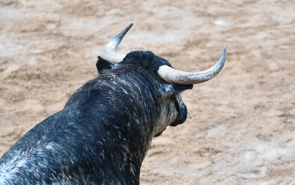 Büyük Boynuzlu Spanyol Boğa Ringde Koşuyor — Stok fotoğraf
