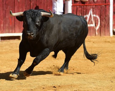 Büyük boynuzlu İspanyol boğa ringde koşuyor.