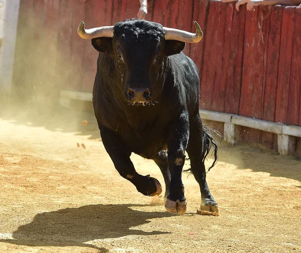 Taureau Combat Espagnol Avec Grandes Cornes Courir Sur Arène Arène — Photo