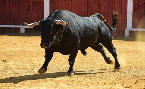 Touro Luta Espanhol Com Grandes Chifres Correndo Arena Touros — Fotografia de Stock