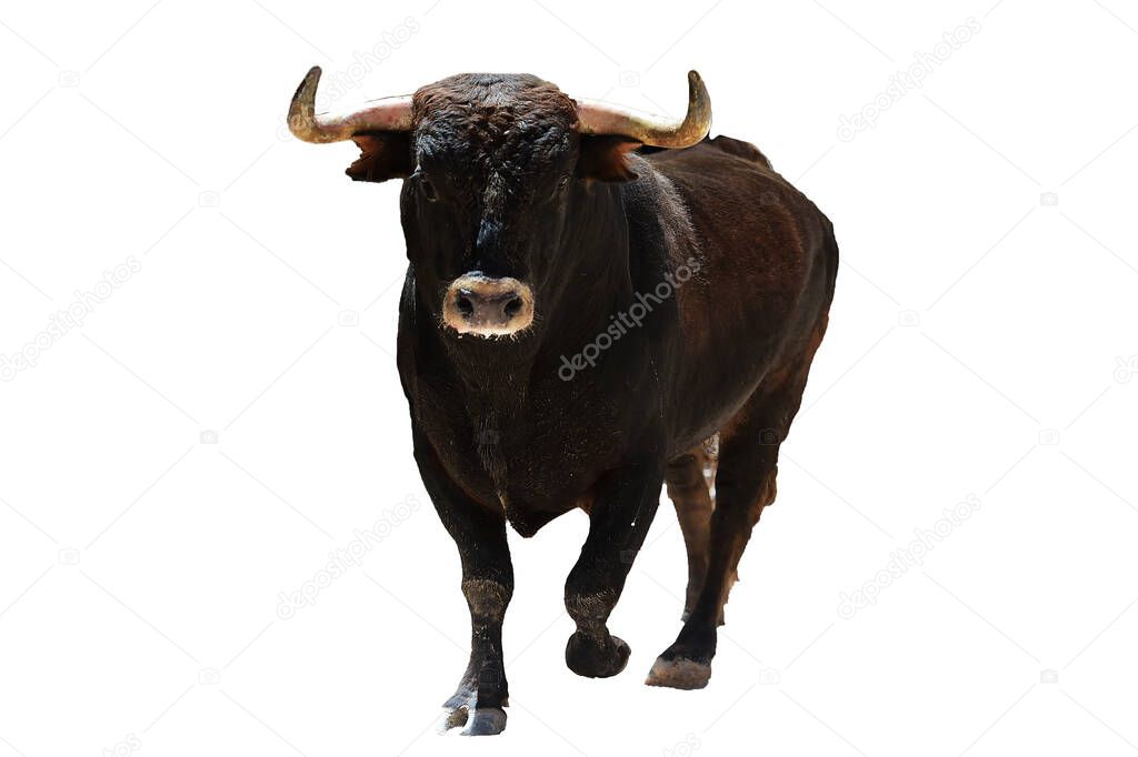 spanish fighting bull with big horns running on bullring arena