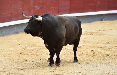 Bir boğa güreşi sırasında büyük boynuzları olan güçlü bir siyah boğa.