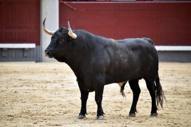 Bir boğa güreşi sırasında büyük boynuzları olan güçlü bir siyah boğa.