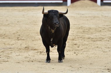 Bir boğa güreşi sırasında büyük boynuzları olan güçlü bir siyah boğa.