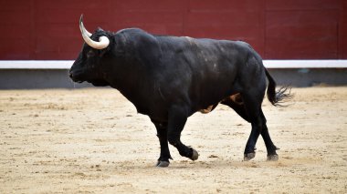 Bir boğa güreşi sırasında büyük boynuzları olan güçlü bir siyah boğa.