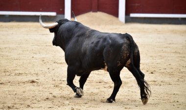 Bir boğa güreşi sırasında büyük boynuzları olan güçlü bir siyah boğa.