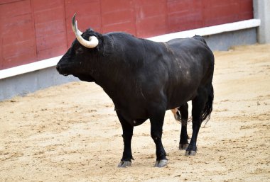 Bir boğa güreşi sırasında büyük boynuzları olan güçlü bir siyah boğa.