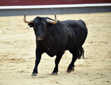 Bir boğa güreşi sırasında büyük boynuzları olan güçlü bir siyah boğa.