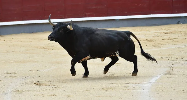 Taureau Noir Puissant Avec Grandes Cornes Sur Arène Espagnole Lors — Photo