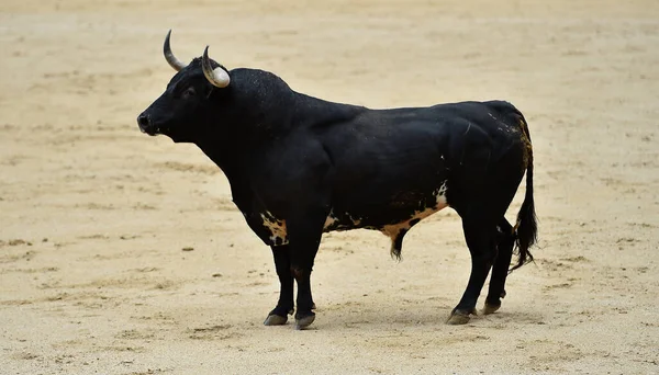 Poderoso Toro Negro Con Cuernos Grandes Plaza Toros Española Durante — Foto de Stock