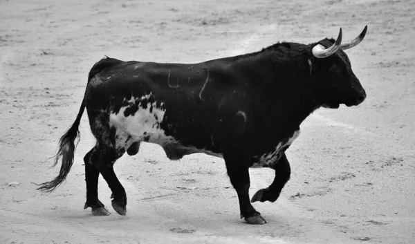 闘牛ショーの間にスペインの闘牛場に大きな角を持つ強力な黒い雄牛 — ストック写真