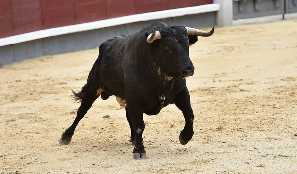 a powerful black bull with big horns on spanish bullring during a show of bulllfight