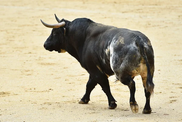 Egy Hatalmas Fekete Bika Nagy Szarvakkal Spanyol Bikagyűrűn Egy Bikaviadalon — Stock Fotó