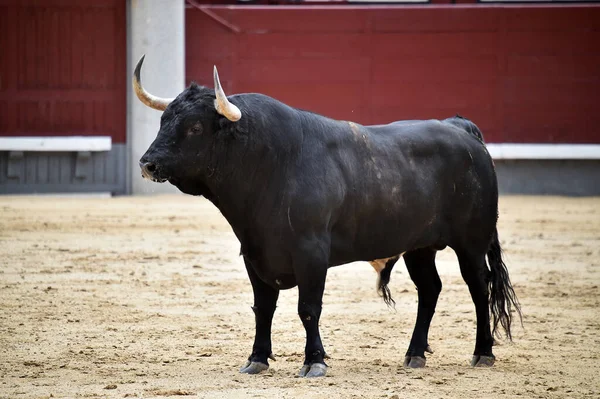 Poderoso Toro Negro Con Cuernos Grandes Plaza Toros Española Durante — Foto de Stock