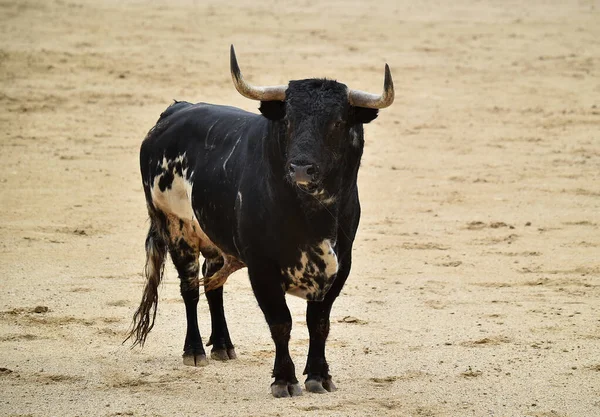 Een Krachtige Zwarte Stier Met Grote Hoorns Spaanse Stierenvechten Tijdens — Stockfoto