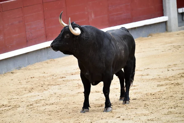 Ένας Ισχυρός Μαύρος Ταύρος Μεγάλα Κέρατα Στις Ισπανικές Ταυρομαχίες Κατά — Φωτογραφία Αρχείου