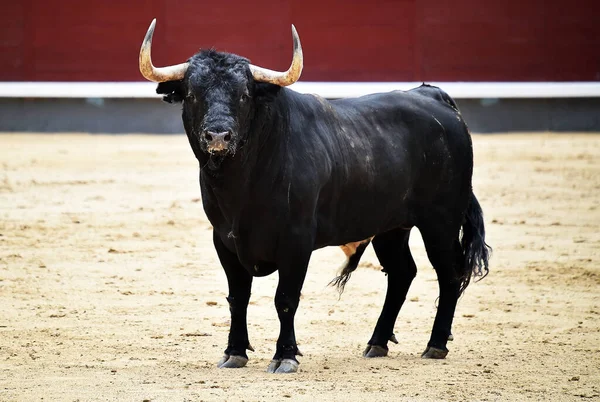 a powerful black bull with big horns on spanish bullring during a show of bulllfight