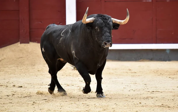 a powerful black bull with big horns on spanish bullring during a show of bulllfight