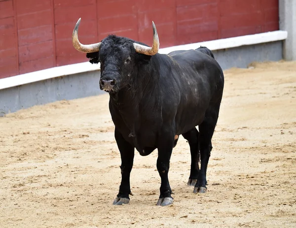 Taureau Noir Puissant Avec Grandes Cornes Sur Arène Espagnole Lors — Photo