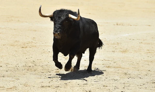 Zwarte Stier Met Grote Hoorns Spanje — Stockfoto