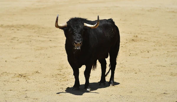 Toro Nero Con Grandi Corna Sulla Spagna — Foto Stock