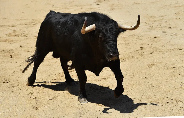 Taureau Noir Avec Grandes Cornes Sur Espagne — Photo