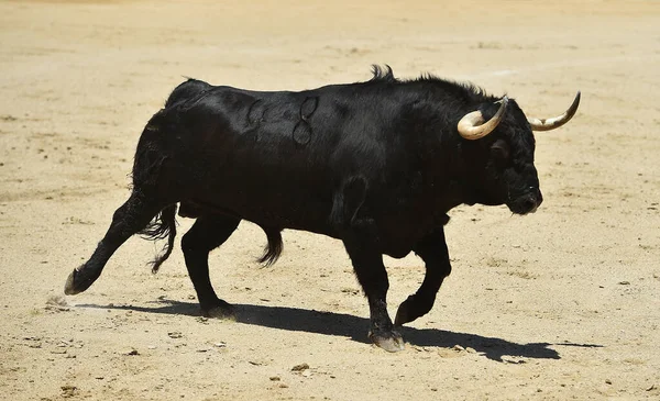 Schwarzer Stier Mit Großen Hörnern Auf Spanisch — Stockfoto