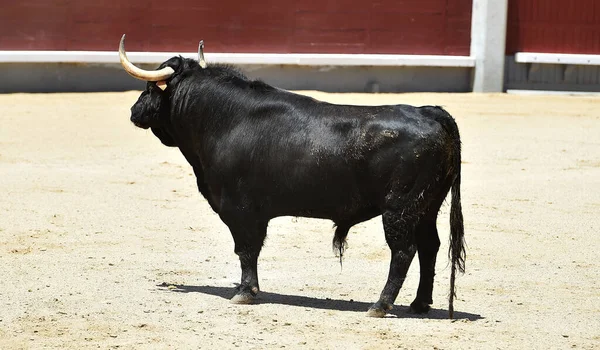 Touro Preto Com Chifres Grandes Espanha — Fotografia de Stock