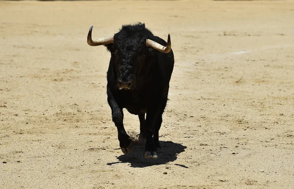 Taureau Noir Avec Grandes Cornes Sur Espagne — Photo