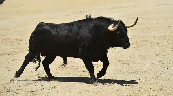 スペインに大きな角を持つ黒い雄牛 — ストック写真