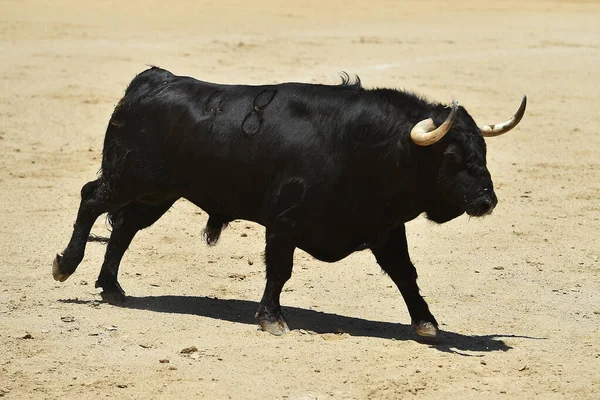 Touro Preto Com Chifres Grandes Espanha — Fotografia de Stock