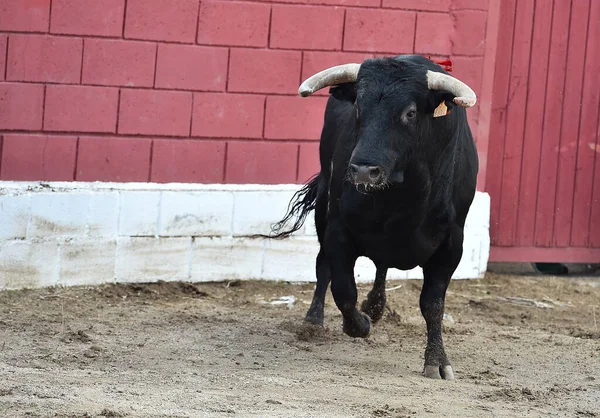 Taureau Noir Avec Grandes Cornes Sur Espagne — Photo