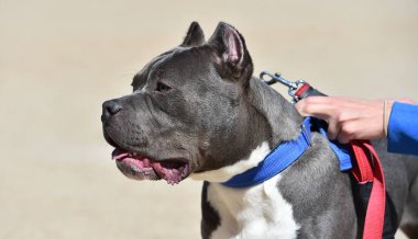 Büyük bir Amerikan zorba köpeği.