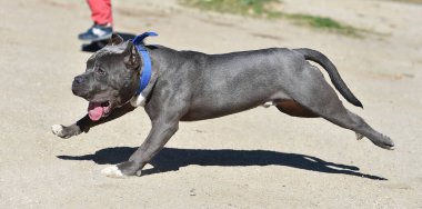 Büyük bir Amerikan zorba köpeği.