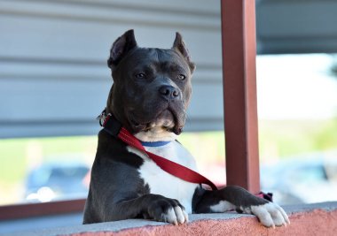 Büyük bir Amerikan zorba köpeği.