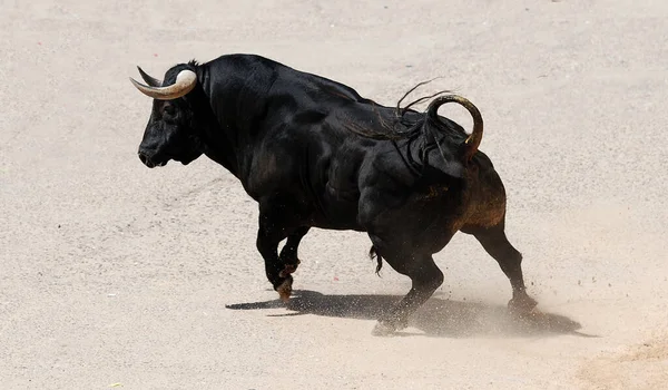 Espanhol Preto Touro Com Grandes Chifres — Fotografia de Stock