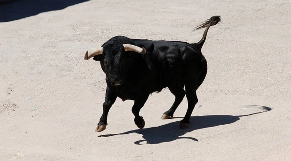 Spanyol Fekete Bika Nagy Szarvú — Stock Fotó