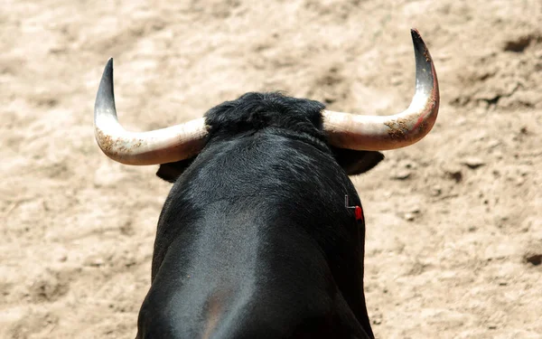 Spanyol Fekete Bika Nagy Szarvú — Stock Fotó