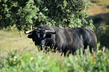 İspanya 'daki sığır çiftliğinde İspanyol siyah boğası