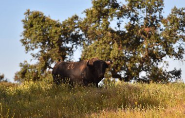 İspanya 'daki sığır çiftliğinde İspanyol siyah boğası