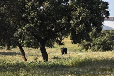 İspanya 'daki sığır çiftliğinde İspanyol siyah boğası
